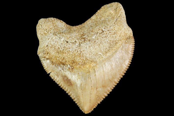 Fossil Crow Shark (Squalicorax) Tooth- Morocco #110083